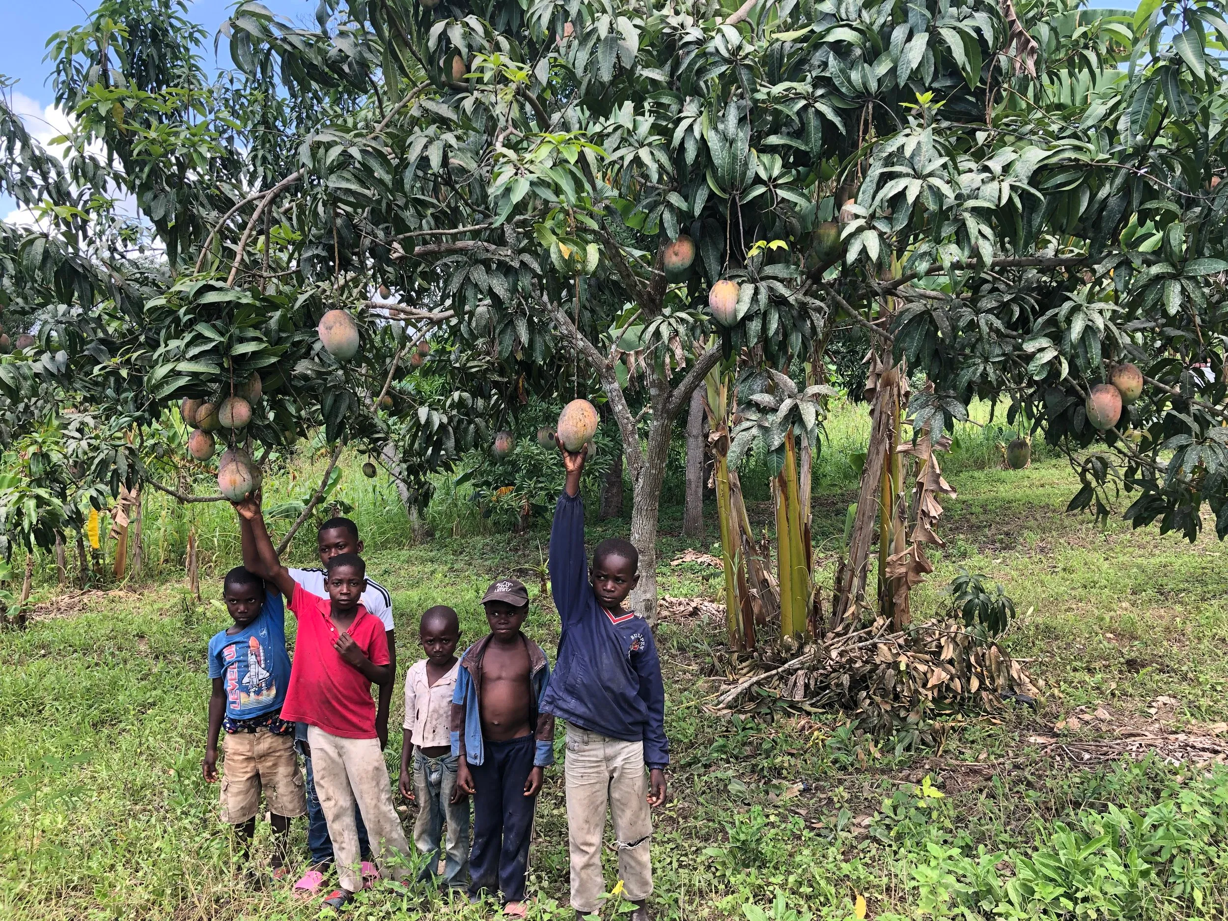 Children stand among mango trees during Operation Mango Tree in Tilori, Haiti