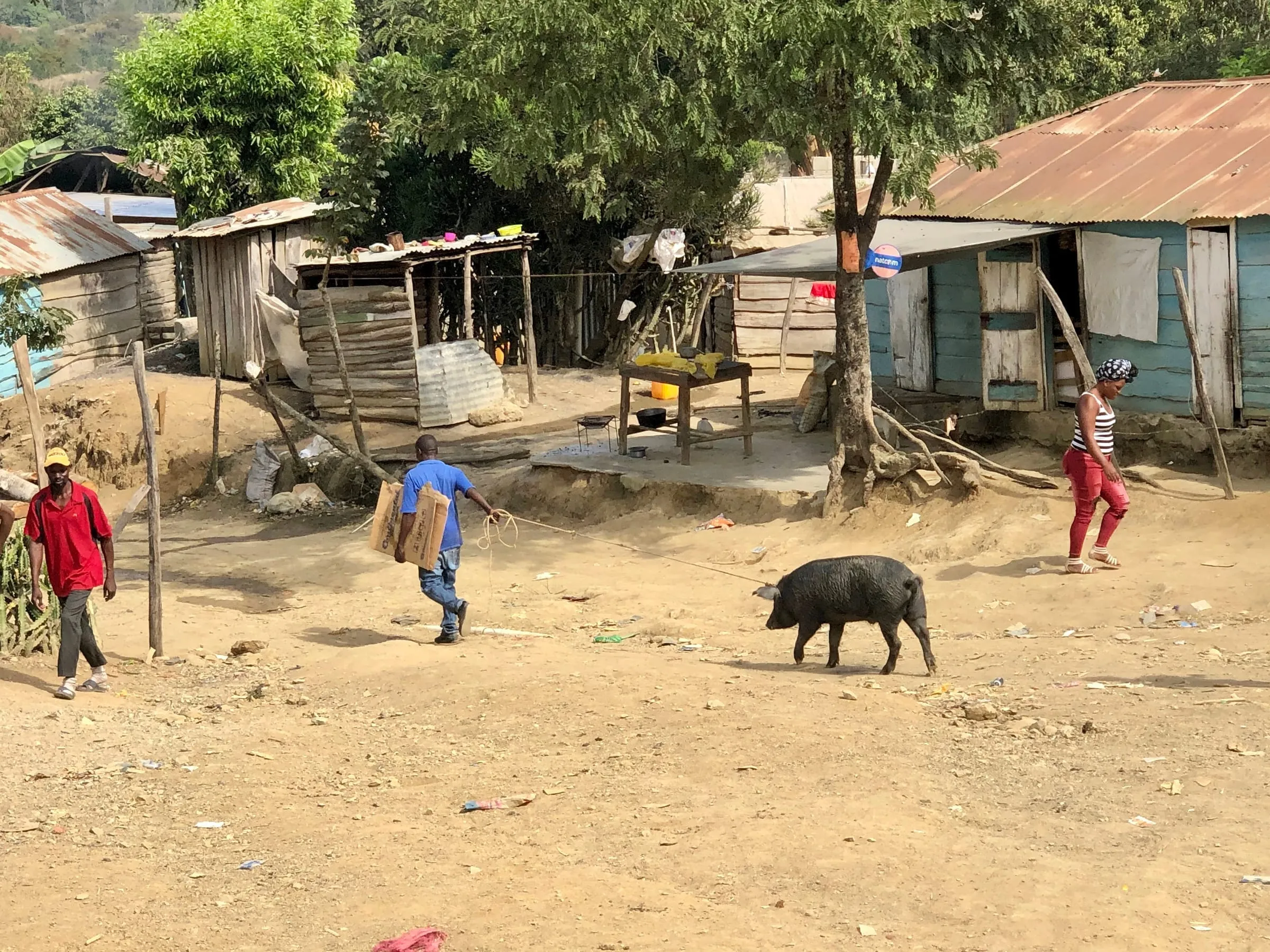A village street scene with a pig